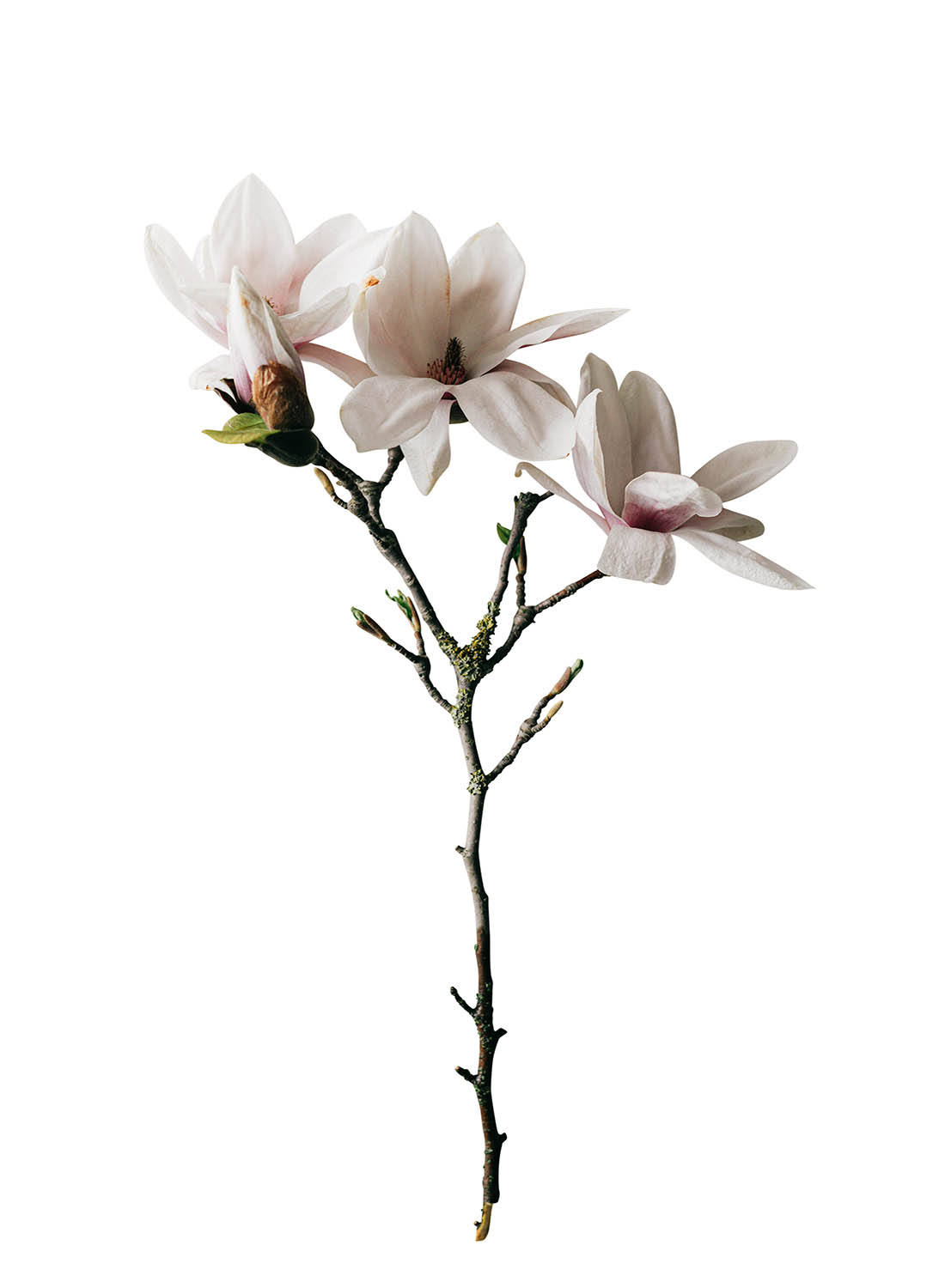 Rainbow Graphics Expert